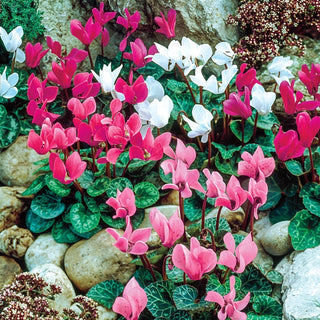 6 Months of Flowering Cyclamen Seeds