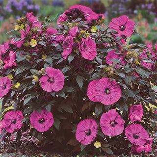 Berry Awesome Hibiscus