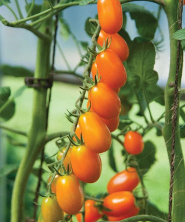 BHN-589/Shin Cheong Gang Grafted – Organic Tomato Seeds