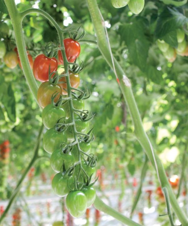 BHN 1021 – Tomato Seed