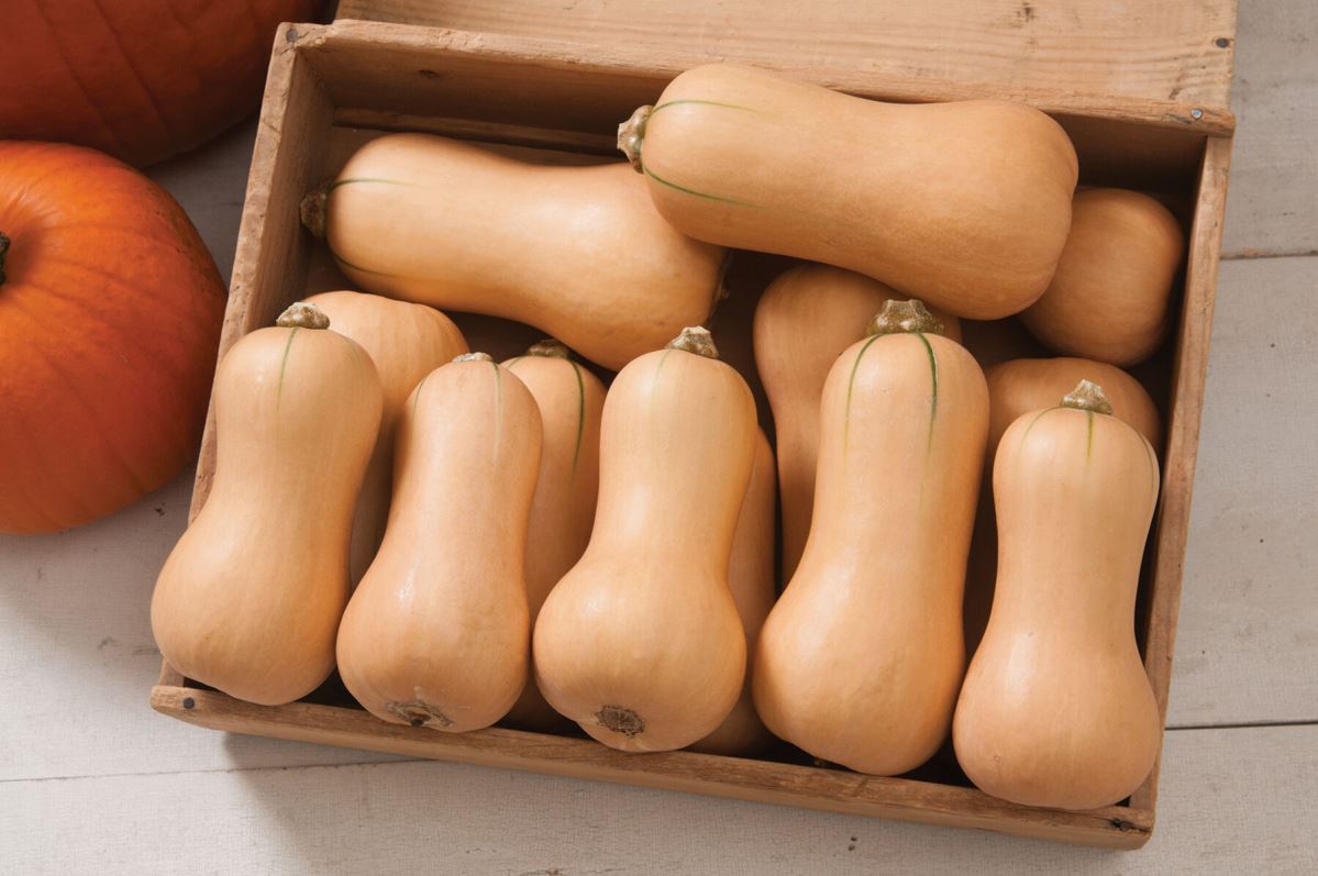 Waldo PMR – Butternut Squash Seed