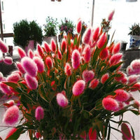 Rabbit Tail Grass Seeds Mixed Color Bunny Tail Grass Decor Seeds