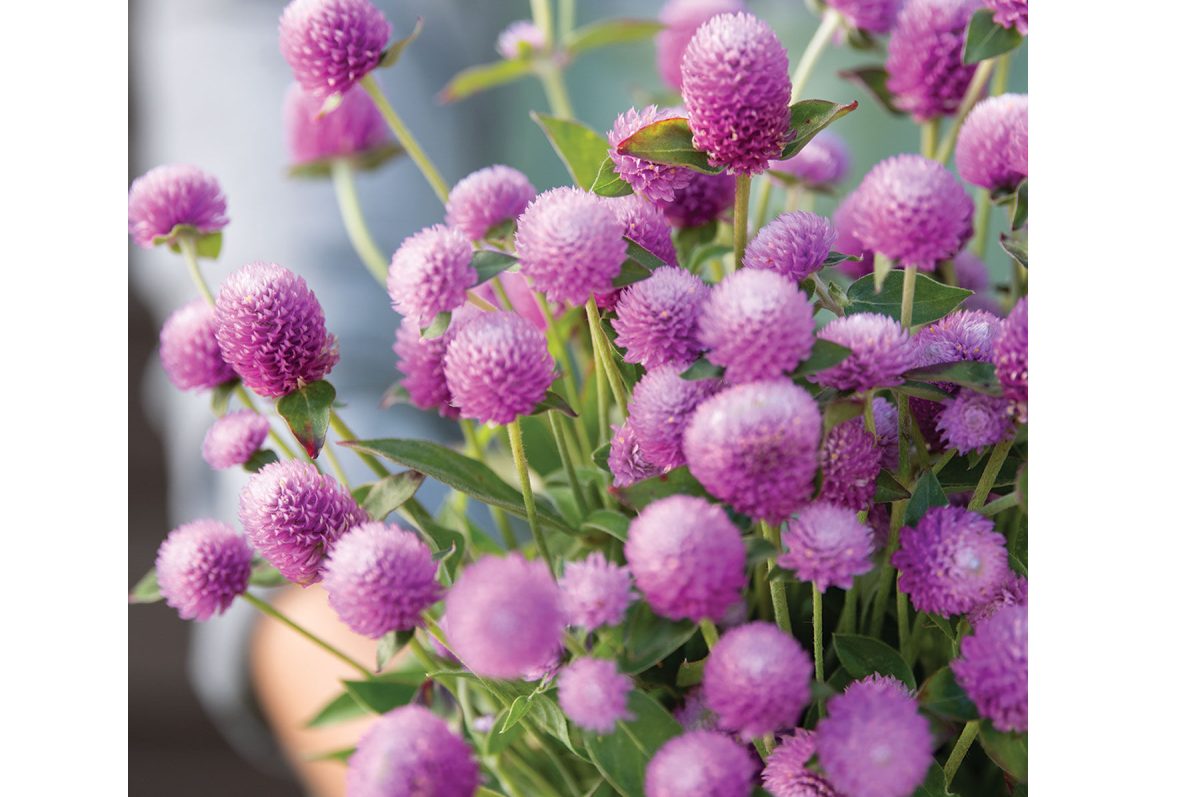 Audray Pink – Gomphrena Seed