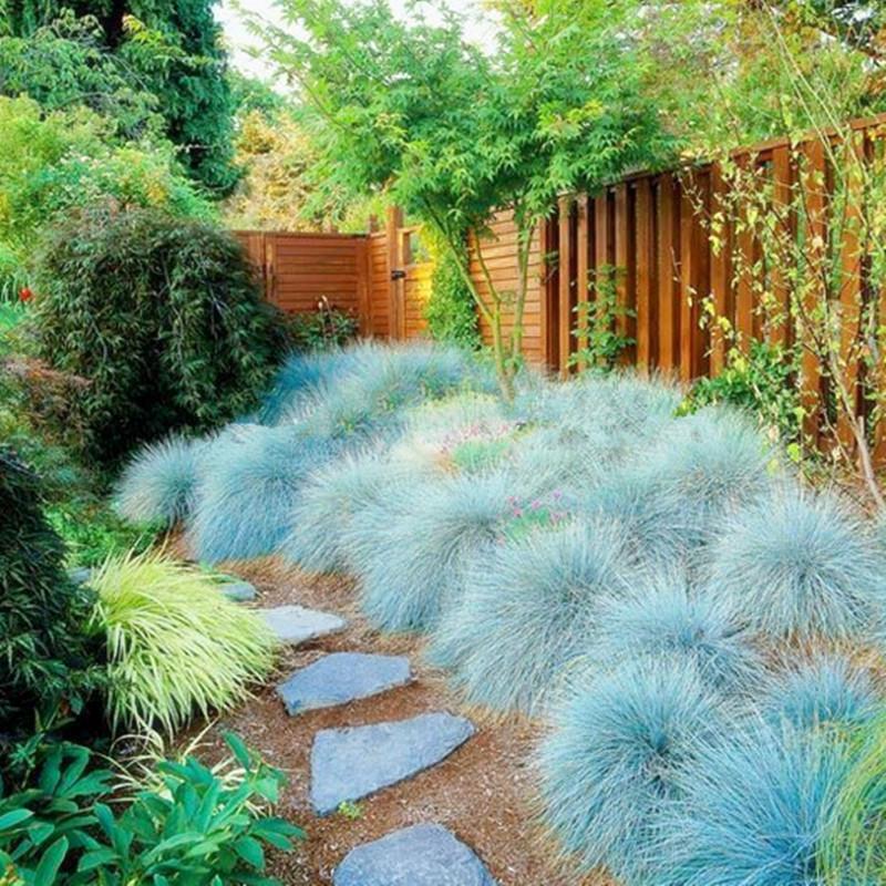 Blue Fescue Grass Seeds Perennial Hardy Ornamental Grass