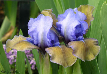 Blueberry Tart Dwarf Bearded Iris