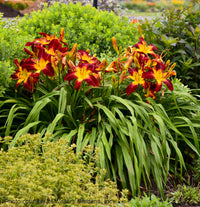 Ruby Spider Daylily