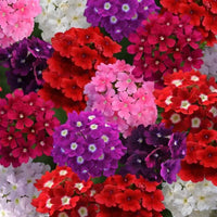 Verbena Quartz Mixed Color Flower Seeds