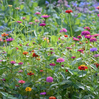 Zinnia Liliput Mixed Color Flower Seeds