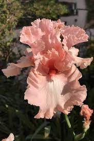 Beverly Sills Bearded Reblooming Iris