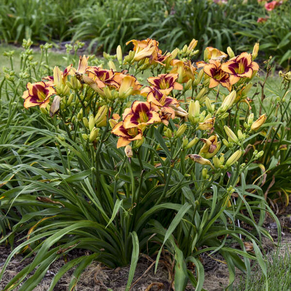 Blazing Glory Reblooming Daylily