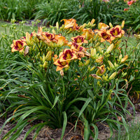 Blazing Glory Reblooming Daylily