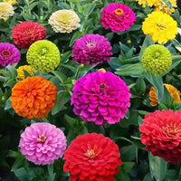 Set of 10 Attractive Zinnia Flower Seeds