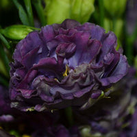 Rosanne Deep Brown Lisianthus