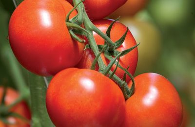 Bigdena/Shin Cheong Gang Grafted – Organic Tomato Seeds