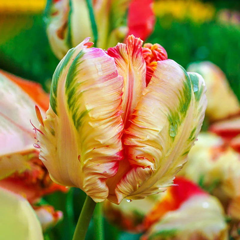 WOW! Parrot Tulip Collection Seeds