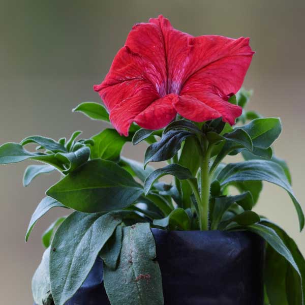 Petunia Grandiflora Red Flower Seeds