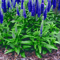 Ulster Dwarf Blue Speedwell