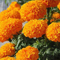 Set of 13 Magical Marigold Flower Seeds, Bright and Cheerful Marigold Blooms Seeds