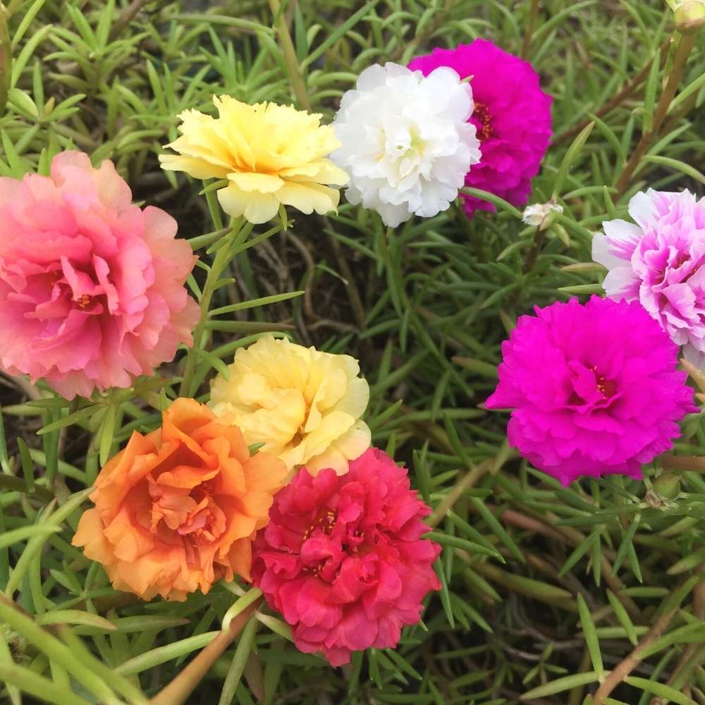 Portulaca Double Mixed Color Desi Flower Seeds