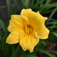 Bloomfinity Aureate Daylily