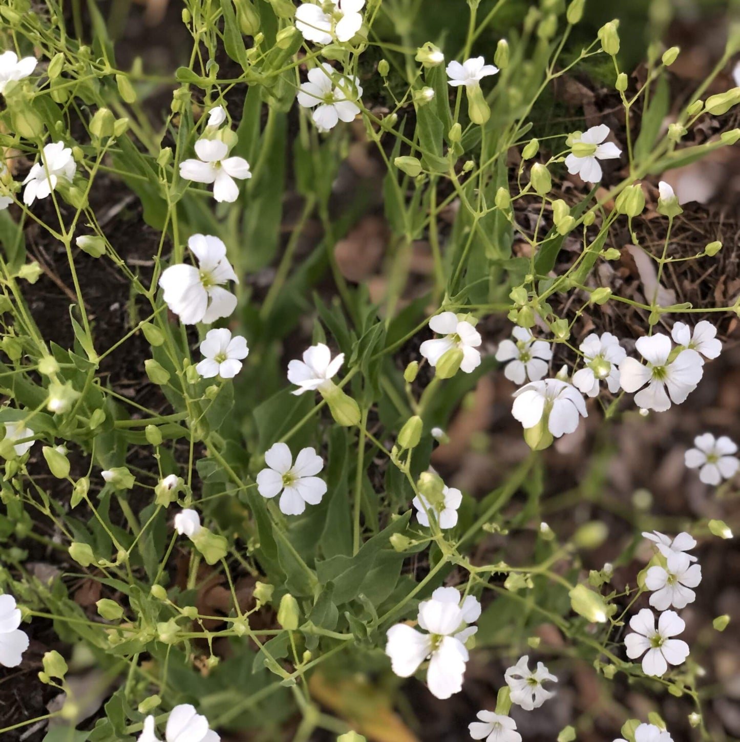 White Beauty – Saponaria Seed