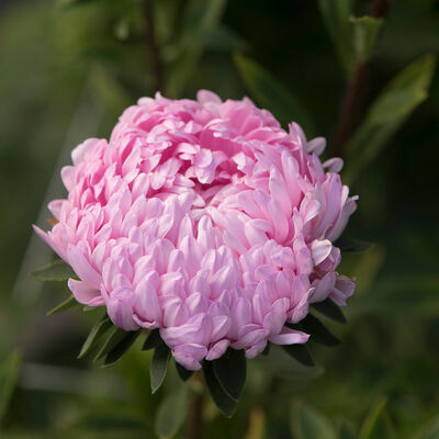 Miss Europe Resist – China Aster Seed