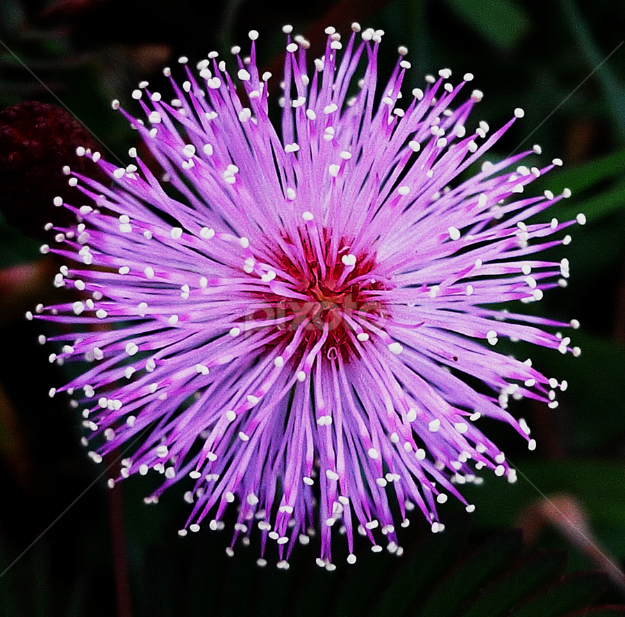 Mimosa Pudica Touch