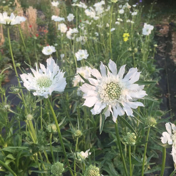 Fama White – Scabiosa Seed