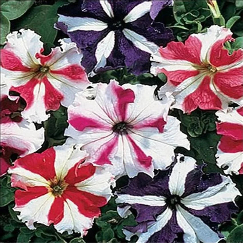 Petunia Ultra Star Flower Seeds