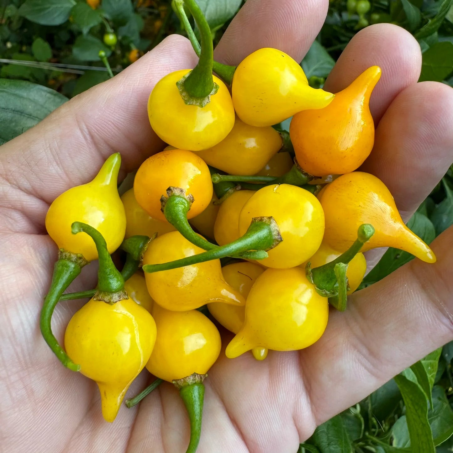 Biquinho Yellow – Piquillo Pepper Seed