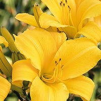 Buttered Popcorn Reblooming Daylily