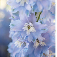 Magic Fountains Sky Blue White Bee – Delphinium Seed