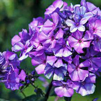 Phlox Beauty Blue Flower Seeds