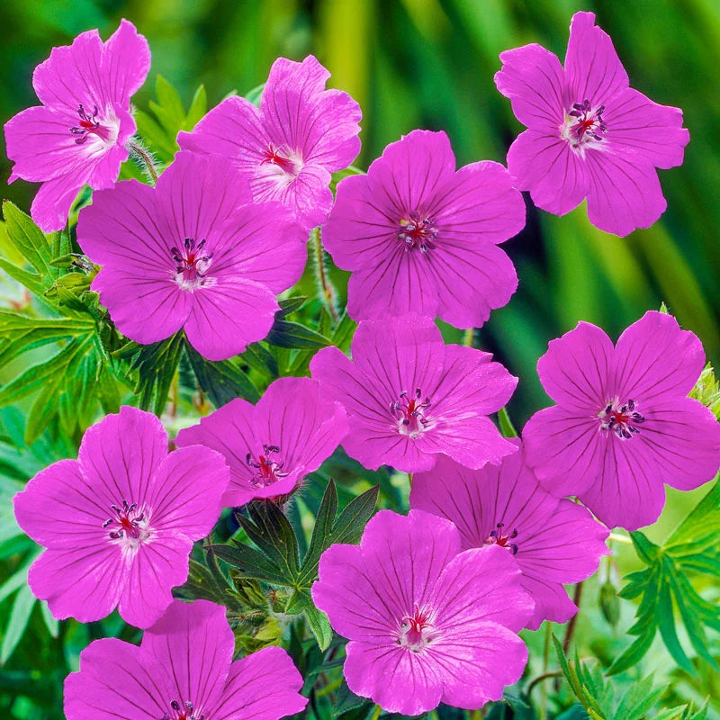 Everblooming Hardy Geranium Collection