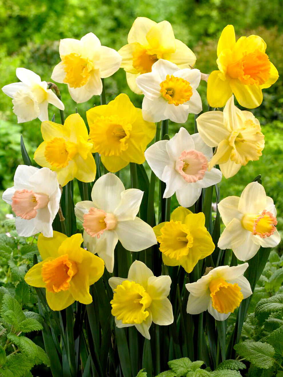 Weatherproof Daffodil Mixture Seeds