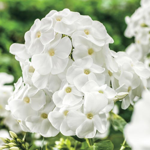 White Titan Phlox Tree