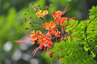 Caesalpinia Pulcherrima Seeds