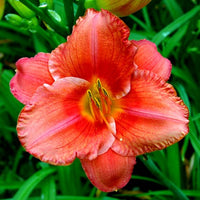 South Seas Reblooming Daylily