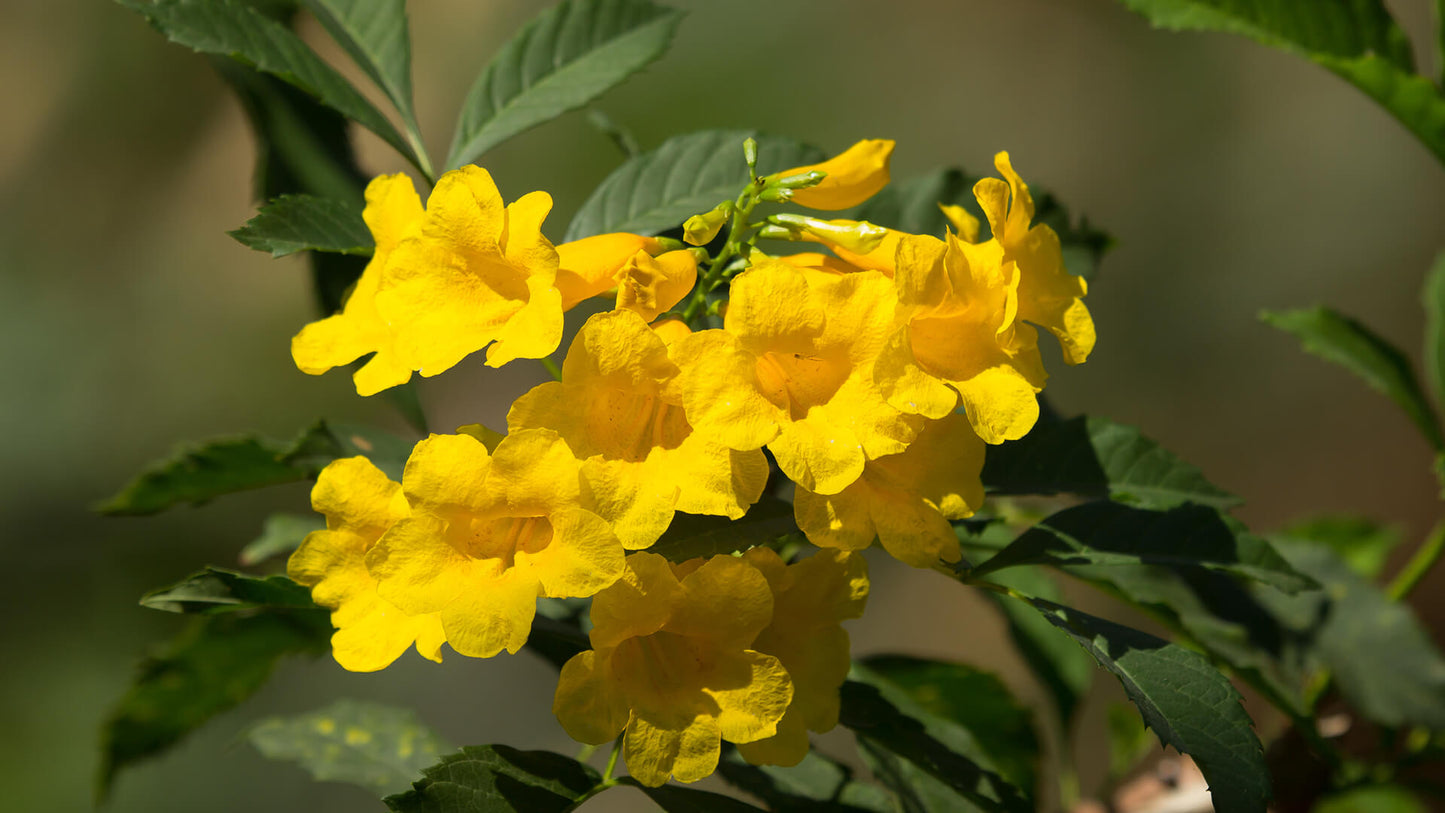 Tecoma Stans Yellow Trumpetbush Seeds