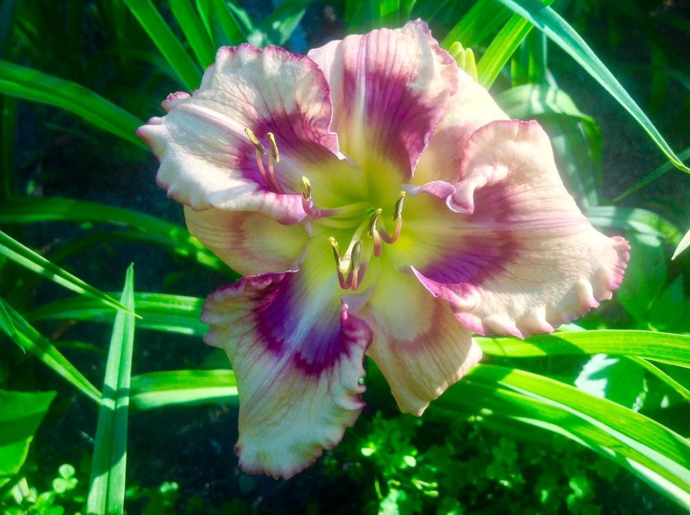 Outer Space Reblooming Daylily