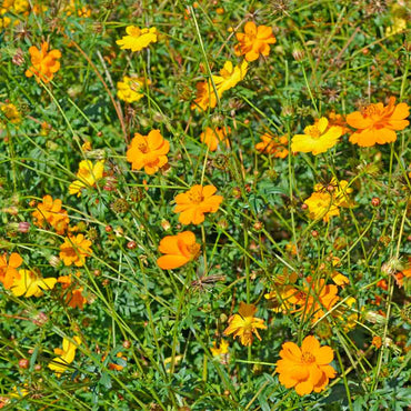 Bright Lights – Heirloom Cosmos Seed