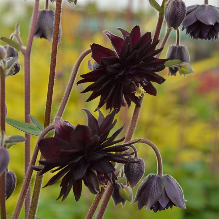 Black Barlow Columbine