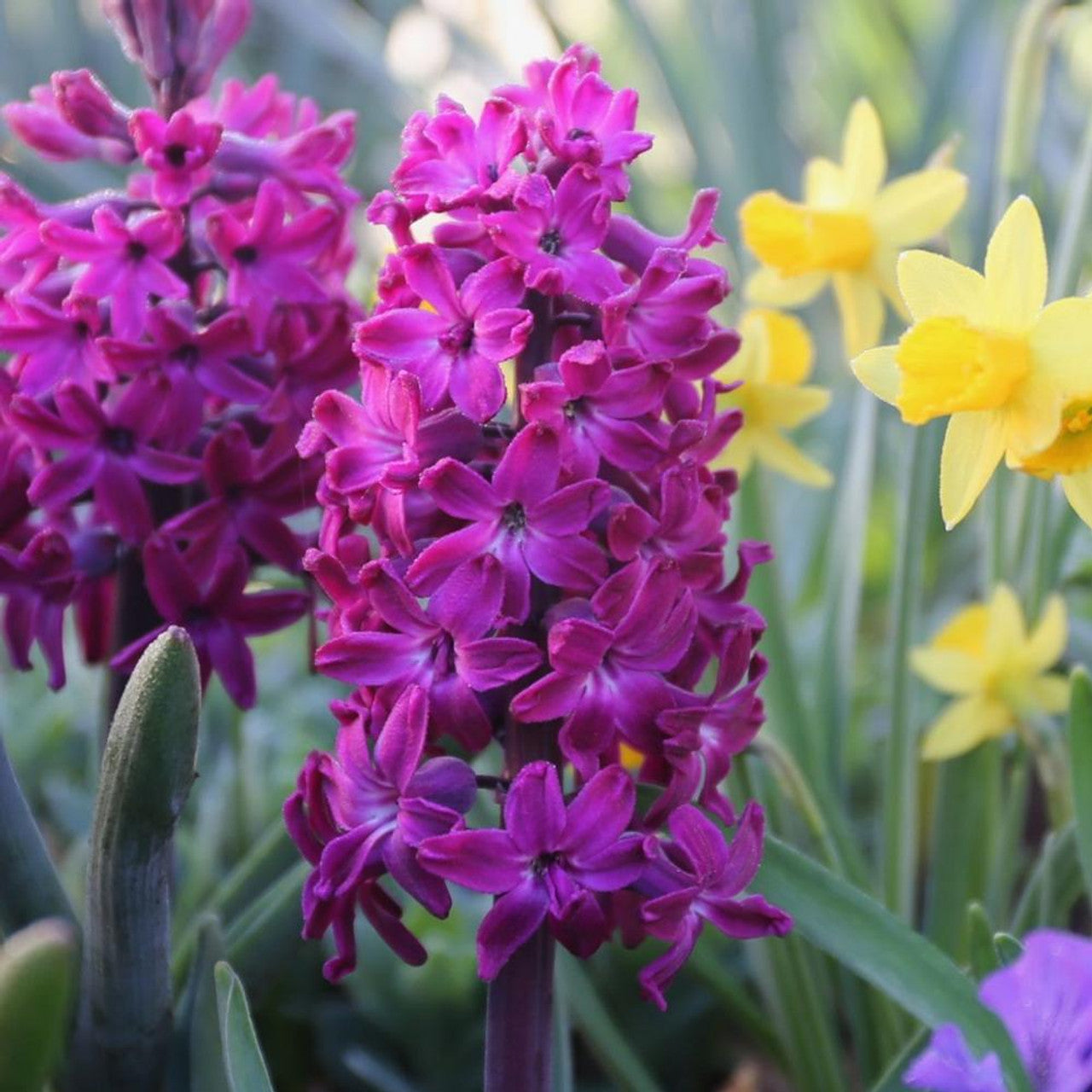 Woodstock Hyacinth Seeds