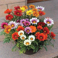 Gazania Hybrid Mixed Color Flower Seeds