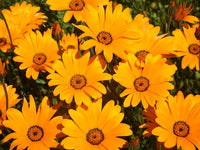 Osteospermum Dimorphotheca Mixed Color Flower Seeds