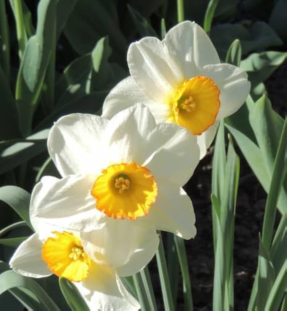 Flower Daffodil Seeds Bonsai Flower Seeds Aquatic Plants Seeds