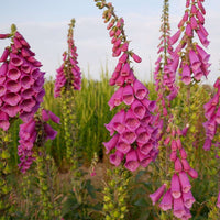 Digitalis Purpurea Common Foxglove Mixed Color Flower Seeds