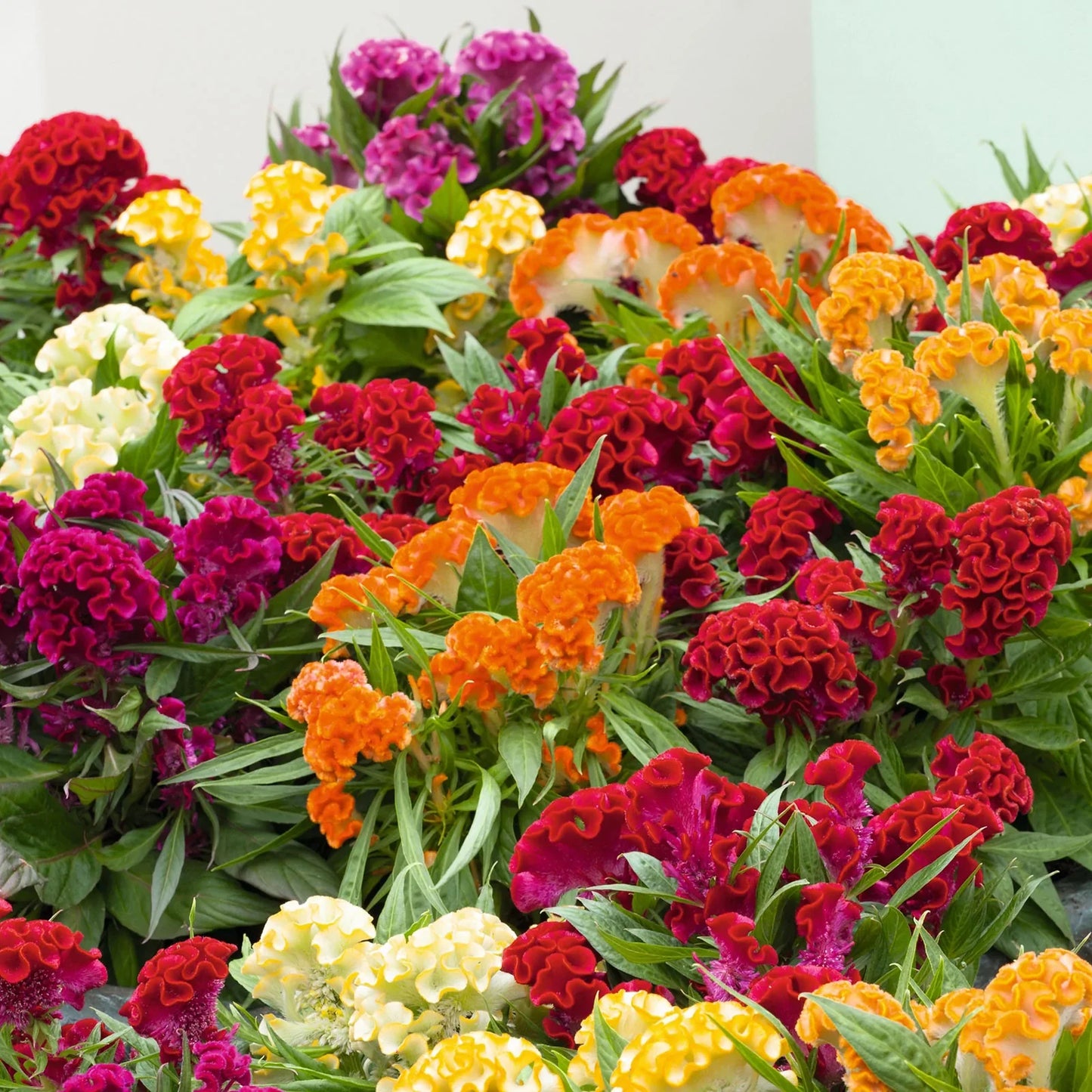 Chief Mix – Celosia Seed