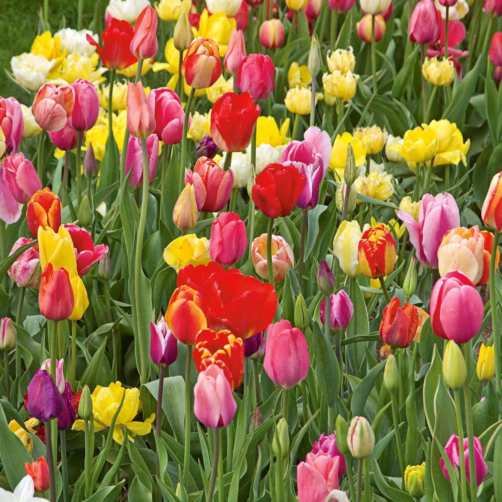 2 Months of Spring Carnival Tulip Mixture Seeds