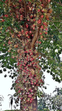 Kailashpati Cannonball Tree Seeds